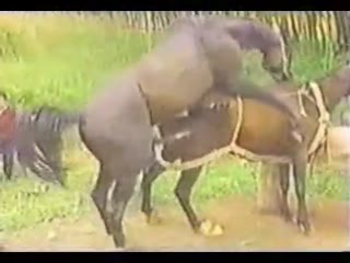 Horse fucking hardcore - porn horse 