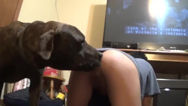 POV Dog licking and fucking young girl - Amateur free porn - Porn Tubes Video Sex | fapig.com 