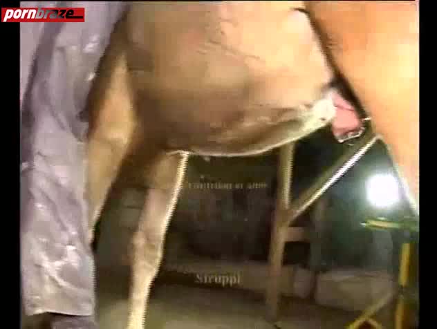 Sexy Ass Teaching Horse Fucking - horse xxx girl - Amateur free porn - Porn Tubes Video Sex | fapig.com 