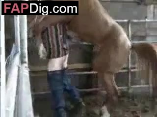 horse fucks man
