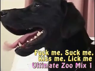 Fuck video dog 
