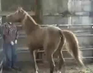 stallion free gay porn video