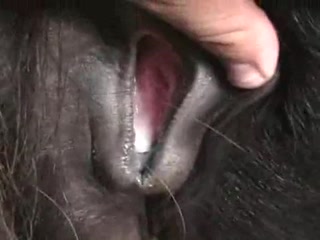 Licking Pussy Horse - animal xxx