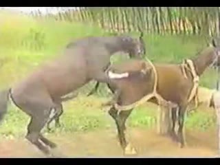 Horse fucking hardcore - porn horse - Amateur free porn - Porn Tubes Video  Sex | fapig.com