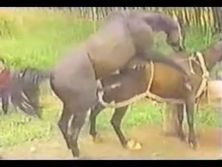 Horse Porn - Horse Sex, Horse Fucks Girl - Horse Animal Porn