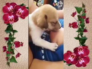 Puppy Sucking Woman Breast - Puppy Sucking Boobs