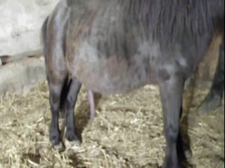 Stunning horse fucking woman hard - Amateur free porn - Porn Tubes Video Sex | fapig.com