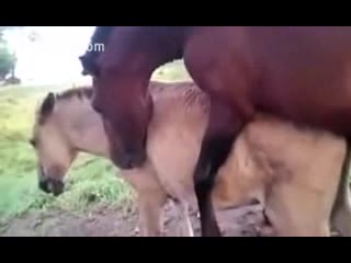 Horse zoo sex