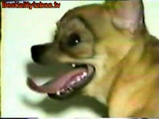 Small Dog Porn