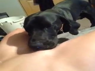Cute dog licking her pussy - Animals porn