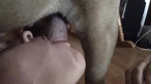 Bitch blowjob her big dog - Dog porn - Amateur free porn - Porn Tubes Video Sex | fapig.com 