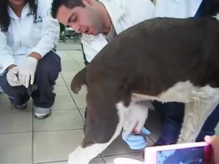 Human sucking for dog