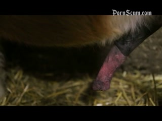 Horse handjob Animal Sex