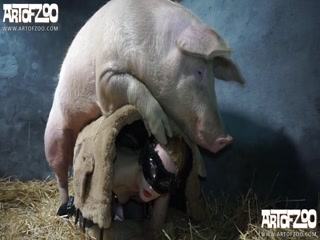 Pigxnxx - Dog Porn Pig Xnxx Videos