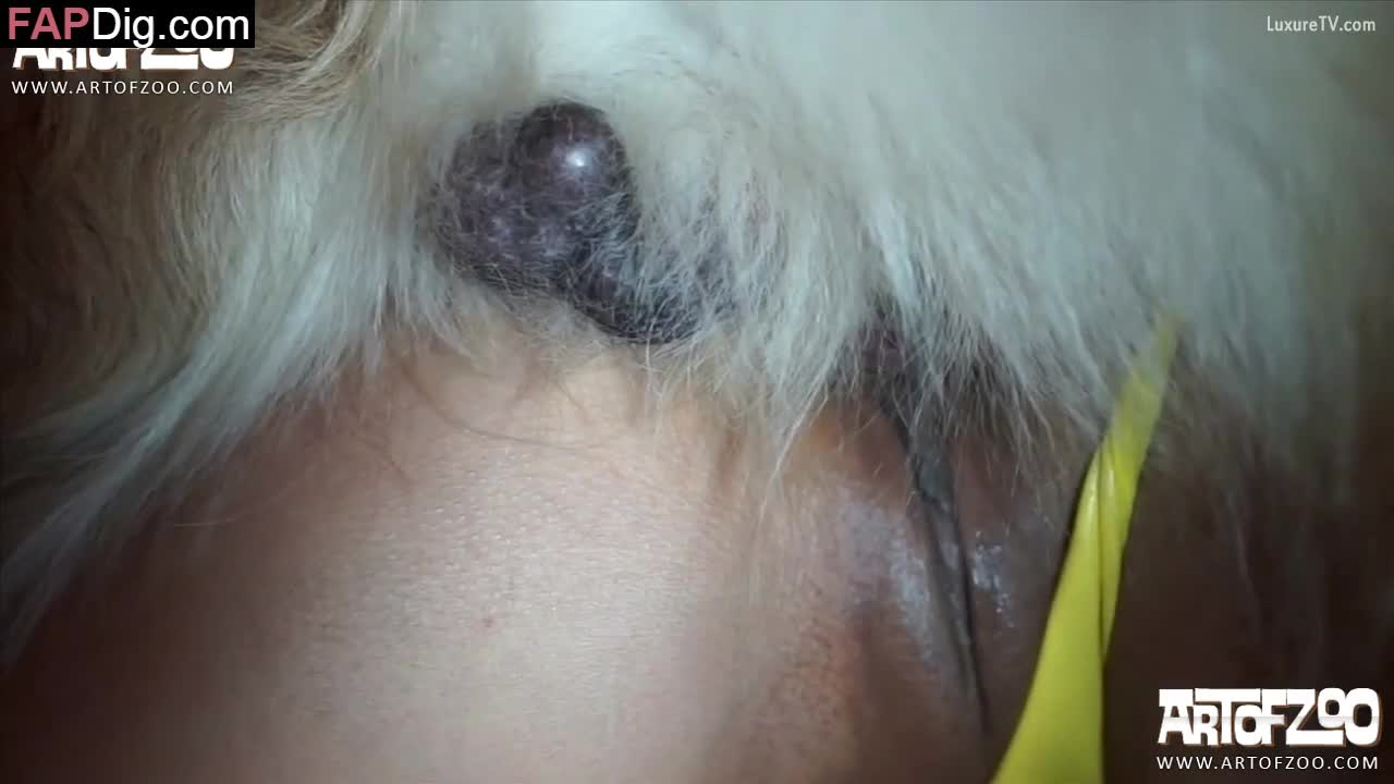 Art Of Zoo ] Horny slut's wet pussy gets torn by dog - Amateur ...