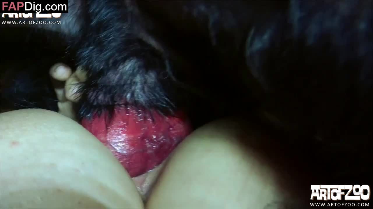 [ Art Of Zoo ] lascivious whore frantically licks the dog cock - Amateur free porn - Porn Tubes Video Sex | fapig.com 